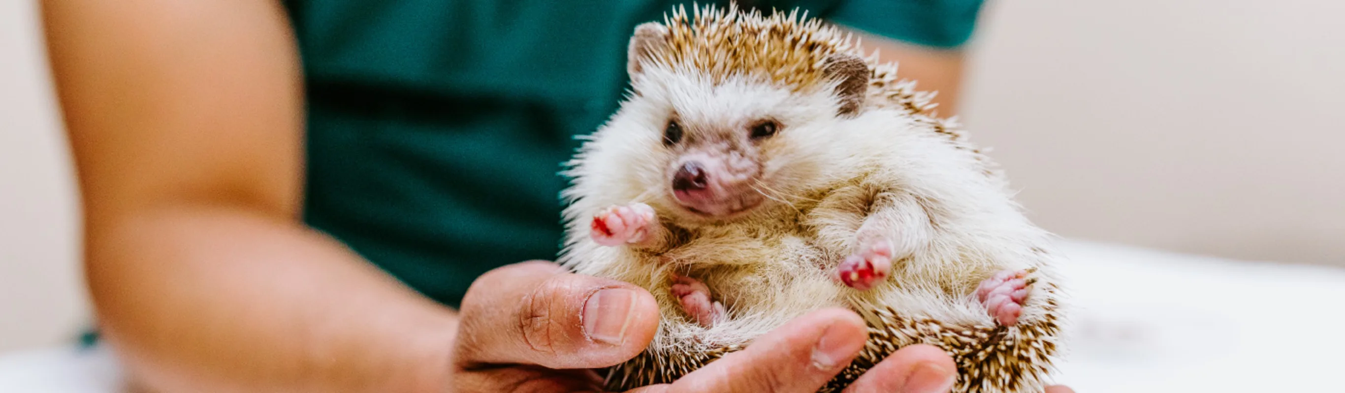 Hedgehog in staff hands at Overland Veterinary Clinic